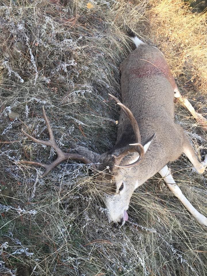 Hunting trophy